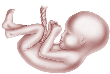 Pregnancy - Fetus - Unborn Child w Umbilical Cord