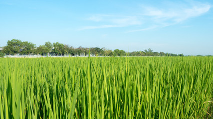 cornfield and blue sky