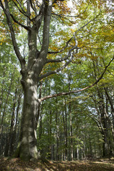 Fototapeta premium Forest landscape with a trail in the summer.