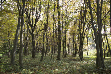 Forest landscape with a trail in the summer.