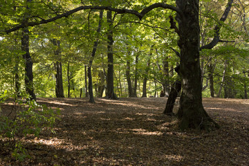 Forest landscape with a trail in the summer.