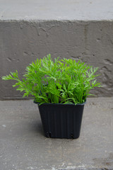 Carrot seedling on conrete stairs