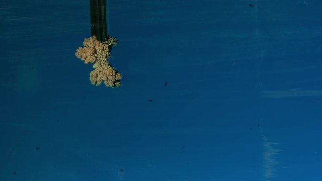 Electrolysis of copper. Electrolytic reduction of copper from solution