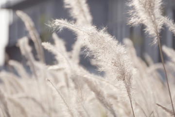 sweet grass flower field for background