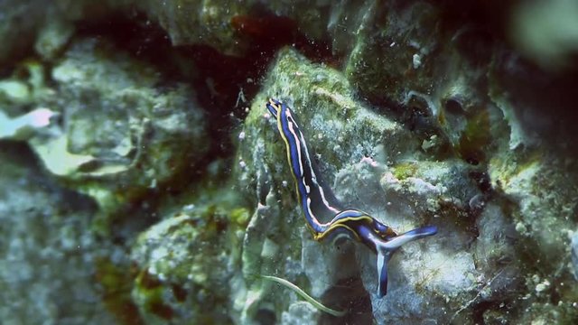 Costa Brava, diving the Mediterranean sea, Nudibranch, Spain
