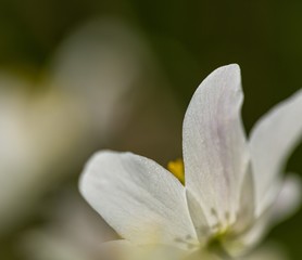 White anemone in big close up
