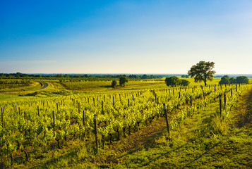 Bolgheri vineyard, trees and sea. Maremma Tuscany, Italy