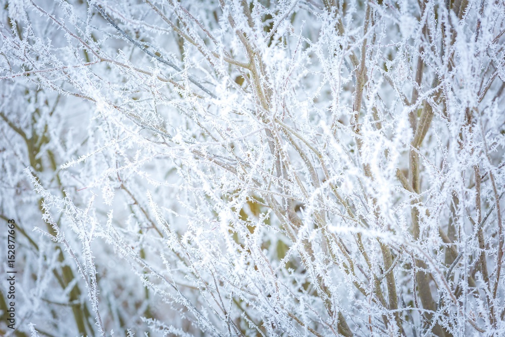 Sticker Winter trees with white rime