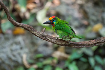 Red-throated Barbet.