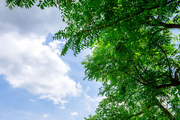 Background of nature