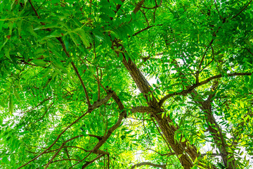 Obraz premium Background of nature