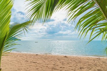 palm with empty beach