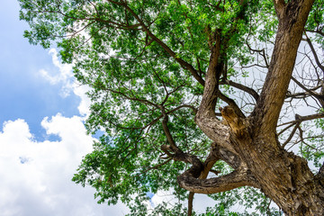 Obraz premium Background of nature
