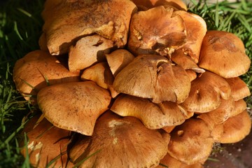 Wild mushrooms
