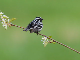 Fototapeta premium Black-and-white Warbler