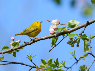 Yellow Warbler Perched on Blossom Tree