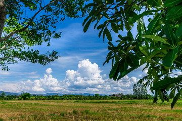 Background of nature