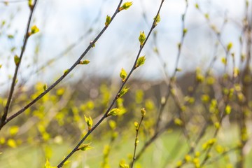 Young fresh birch leaves