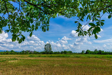 Background of nature