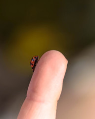 Ladybird on child's hand