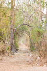 Fototapeta premium road in countryside with trees in thailand