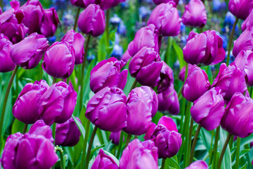 Flowers in the garden
