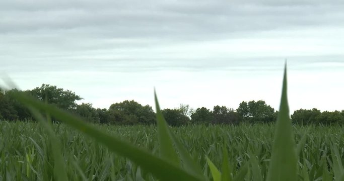 Wide Of Corn Field - Tops Of Stalks 