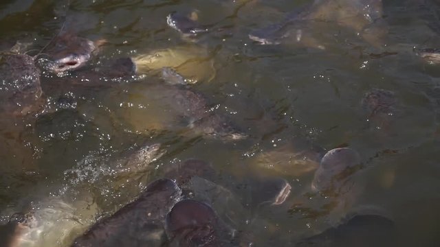 Group of Hungry Catfish Swimming in Water in Lake. Slow Motion. HD; 1920x1080.