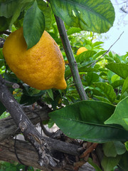 A Lemon On A Branch In Sorrento