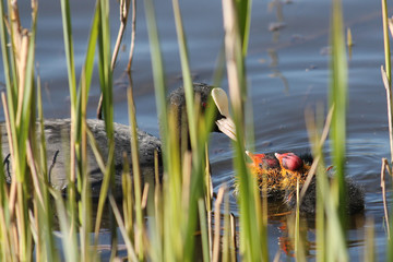Adult Eurasian coot (Fulica atra) with two chicks
