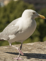 Seagull close up
