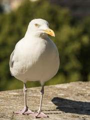 Seagull close up