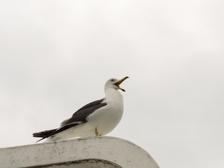 Crying seagull