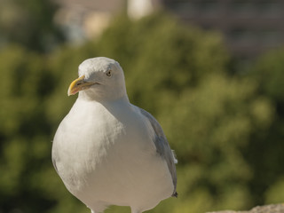 Seagull close up