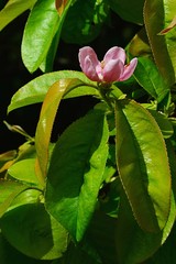 Pink flower and lanceolate leaves of Chinese Quince Pseudocydonia Chinensis in afternoon sun