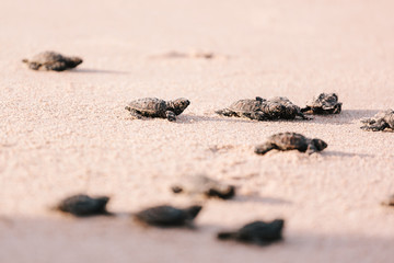 Newly hatched baby turtle toward the ocean