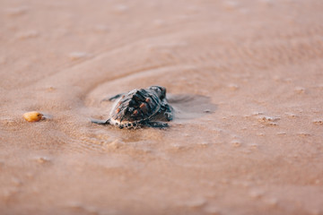 Newly hatched baby turtle toward the ocean