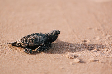 Newly hatched baby turtle toward the ocean