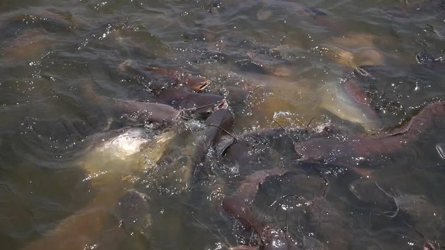 Group of Hungry Catfish Swimming in Water in Lake. Slow Motion. HD; 1920x1080.