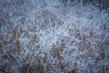 Winter abstract macro of rime on plants