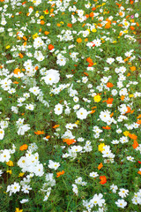 beautiful cosmos flowers in the garden © thananya_k