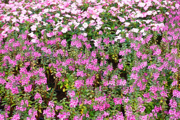Obraz premium beautiful cosmos flowers in the garden