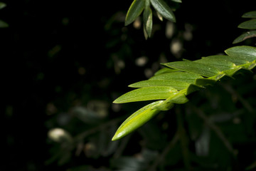 Green leaves on the wild