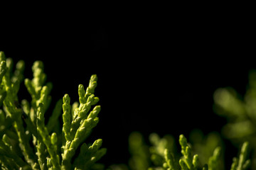 Little branches macro