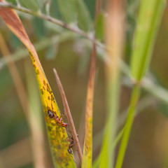 Ants and Aphids