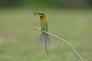 Blue-tailed bee-eater 