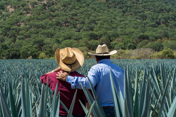 Dos hombres están abrazados contemplando el campo de agave de tequila.