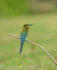 Blue-tailed bee-eater 