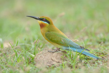 Blue-tailed bee-eater 