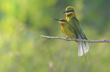 Blue-tailed bee-eater 
